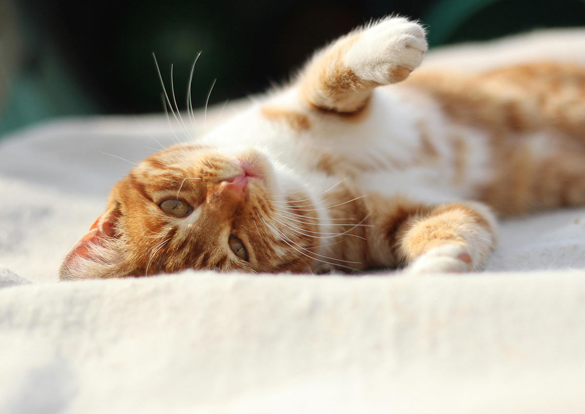 Imaginity, Pet Food, Cat in Bed