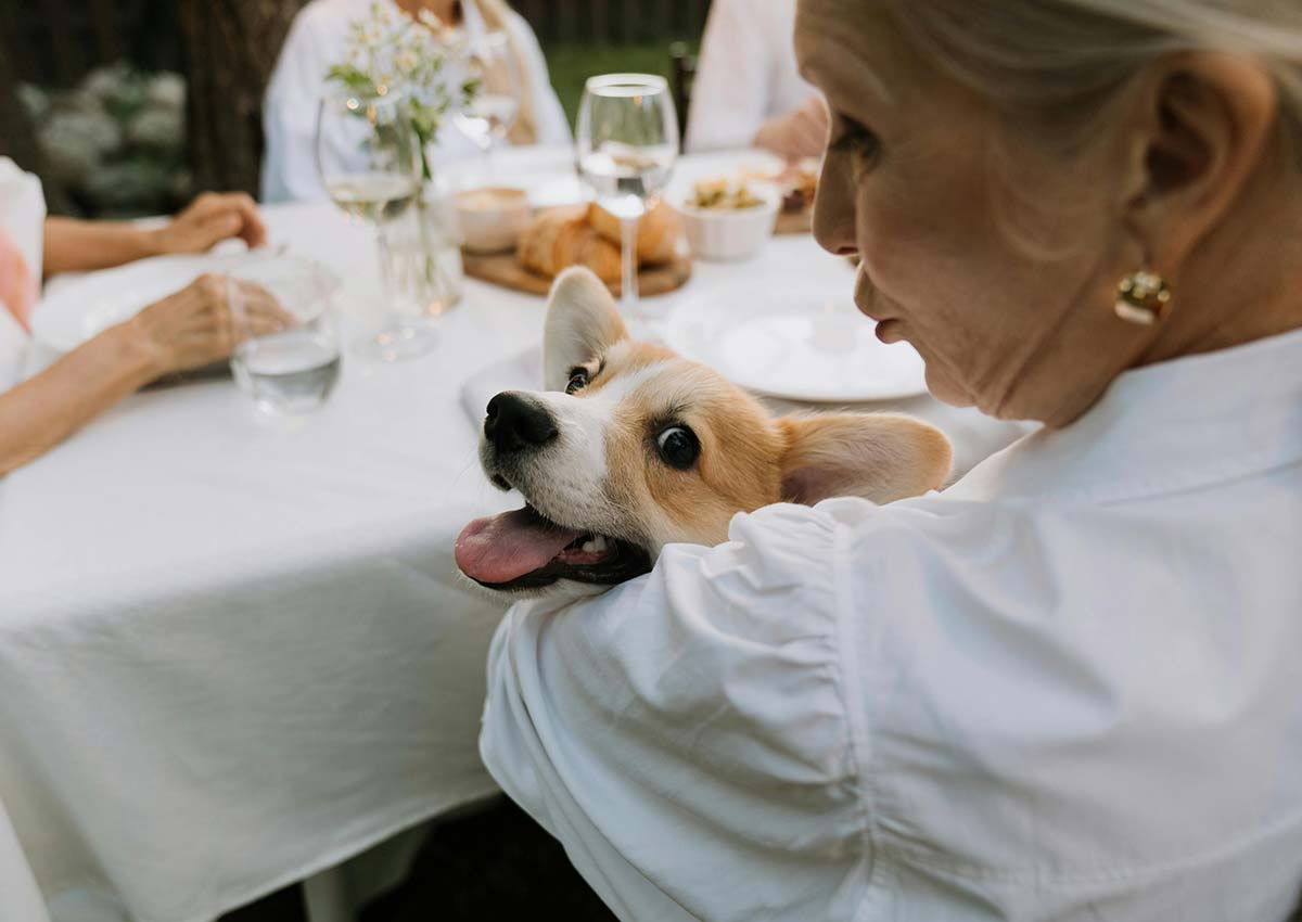 Imaginity, Pet Food, Table Family dog