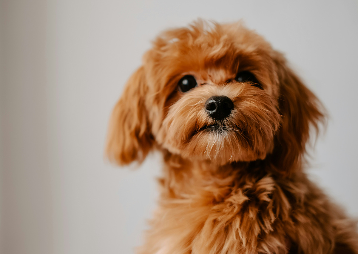 Imaginity, Global Experience, Categories, Pet Food Dog