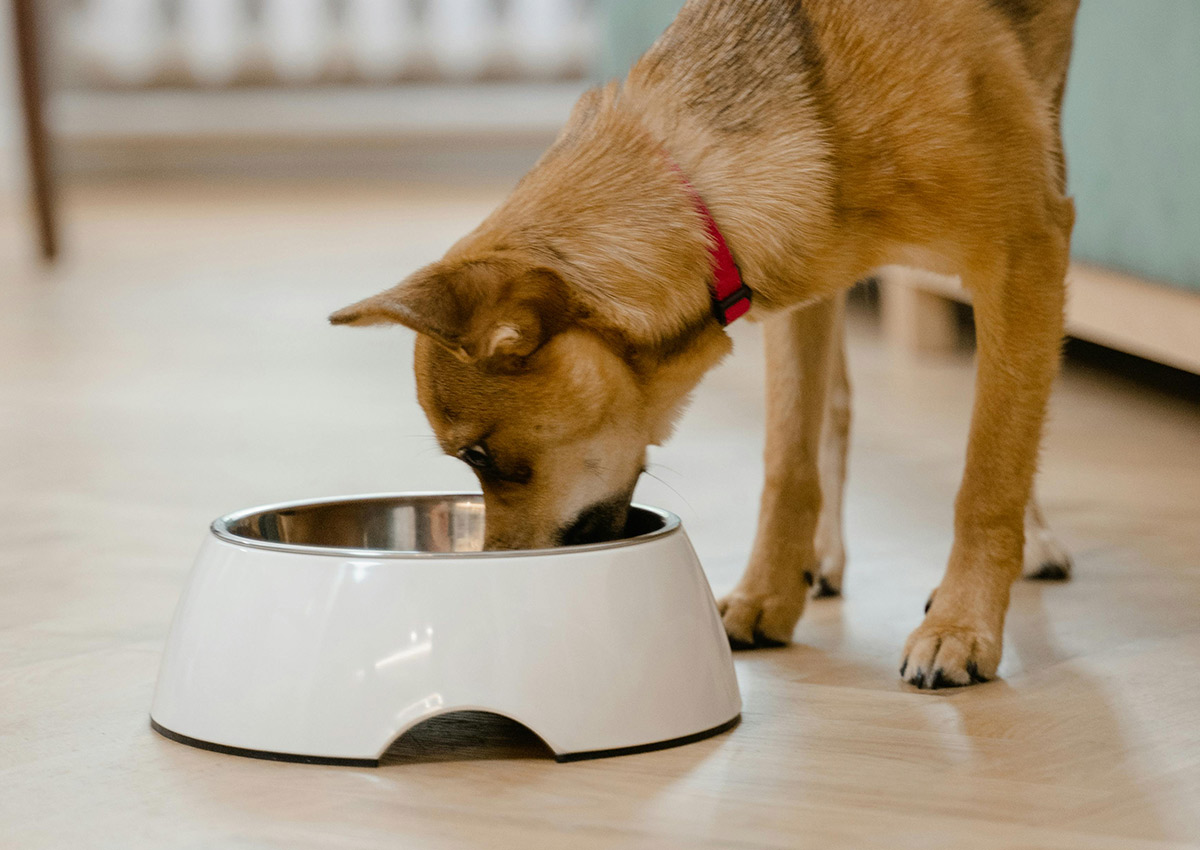 Imaginity, Global Experience, Categories, Pet Food, Dog eating
