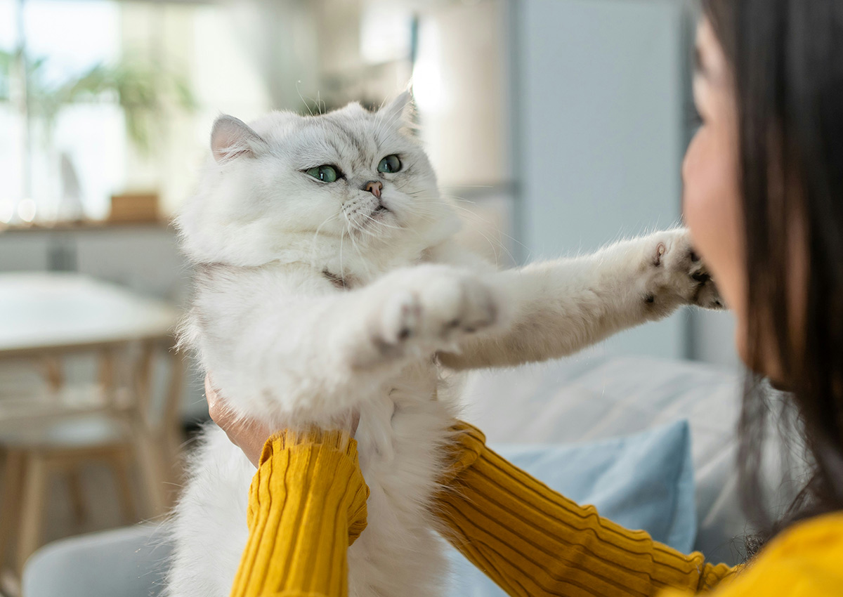 Imaginity, Global Experience, Categories, Pet Food, Cat Lover, House