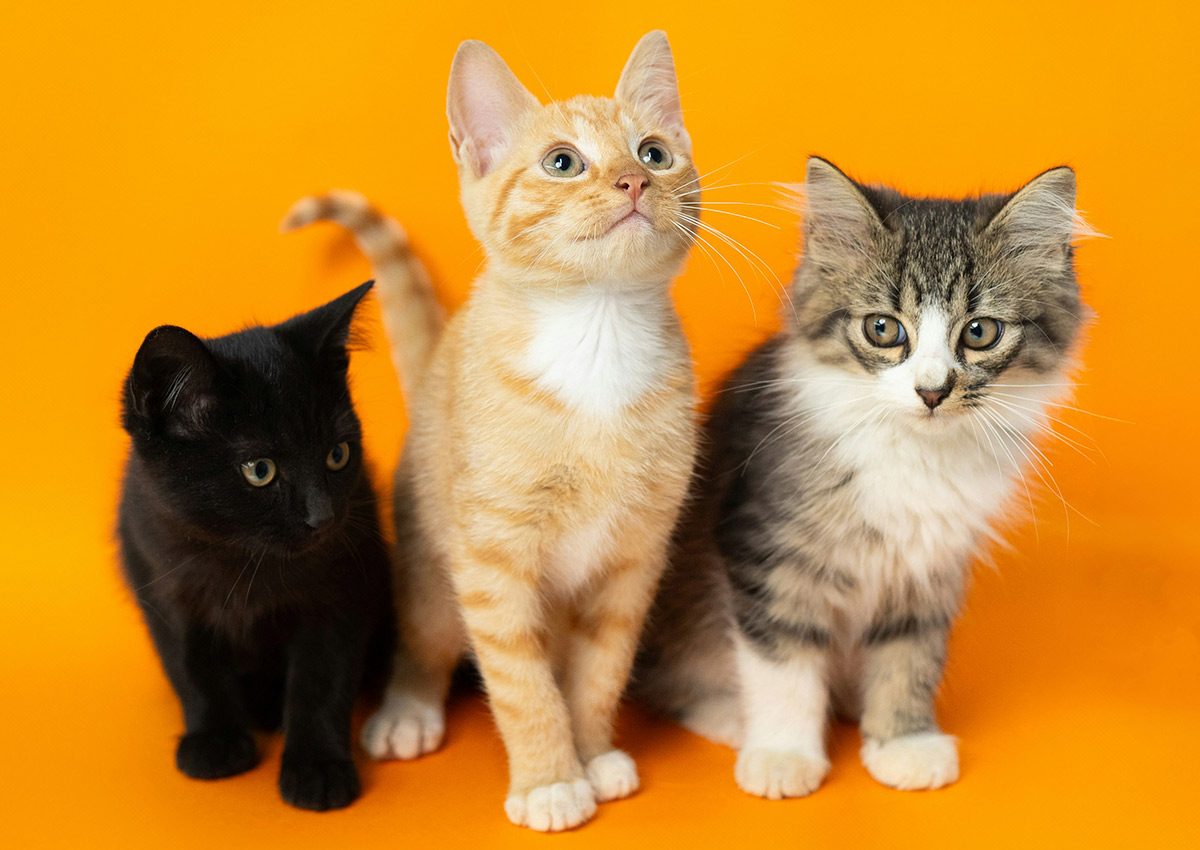 Imaginity, Global Experience, Categories, Pet Food, Funny, Little Cats